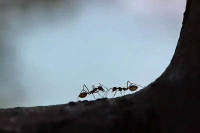 Jak pozbyć się mrówek w mieszkaniu?